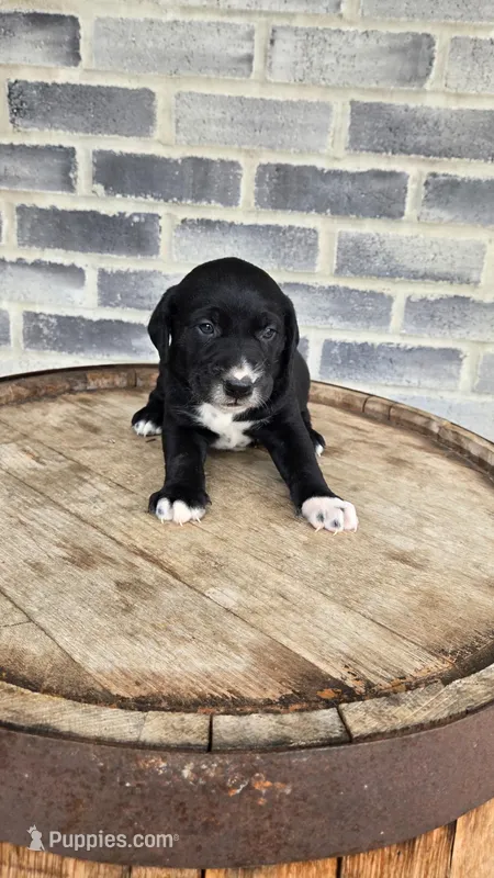 Jesse, a male Dalmatian and Golden Retriever for sale in Grabill, IN – Photo 1 of 4