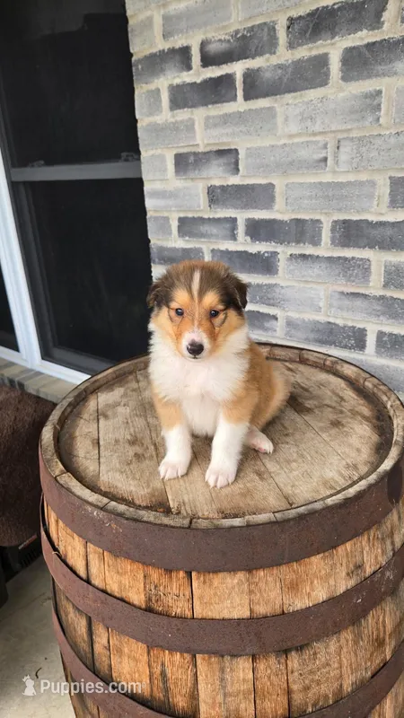 Maria – Border Collie puppy for sale in Grabill, IN