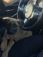 Emily , a female German Shepherd Dog for sale in Chicago, IL – 3 of 3