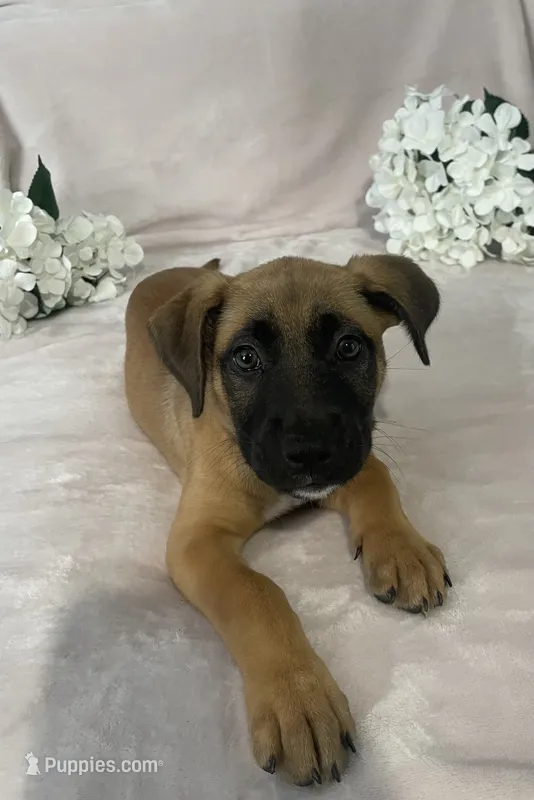 Emily  – German Shepherd Dog puppy for sale in Chicago, IL