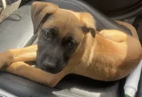 Emily , a female German Shepherd Dog for sale in Chicago, IL – 2 of 2