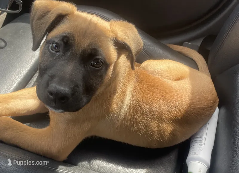 Emily  – German Shepherd Dog puppy for sale in Chicago, IL