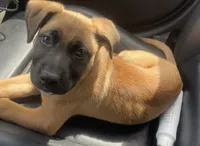 Emily , a female German Shepherd Dog for sale in Chicago, IL – 1 of 2