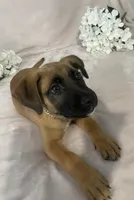 Emily , a female German Shepherd Dog for sale in Chicago, IL – 2 of 4