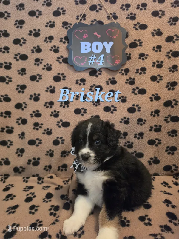 Brisket – Australian Shepherd puppy for sale in Winlock, WA