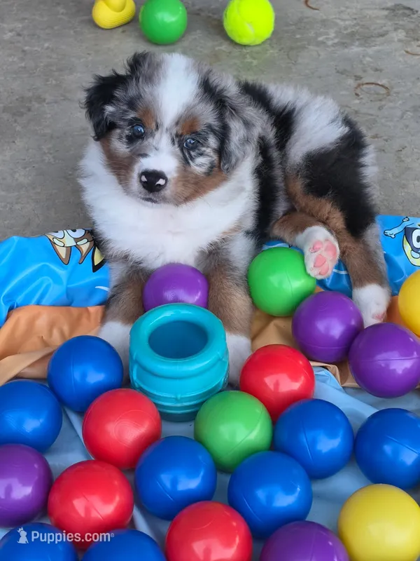 Tank – Australian Shepherd puppy for sale in Winlock, WA