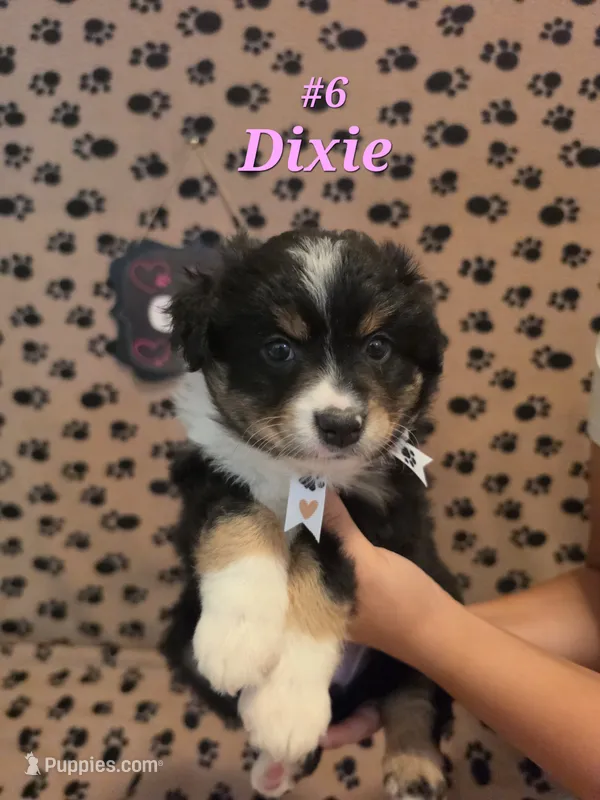 Dixie – Australian Shepherd puppy for sale in Winlock, WA