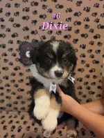 Dixie, a female Australian Shepherd for sale in Winlock, WA – 1 of 2
