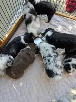 Brisket, a male Australian Shepherd for sale in Winlock, WA – 2 of 2