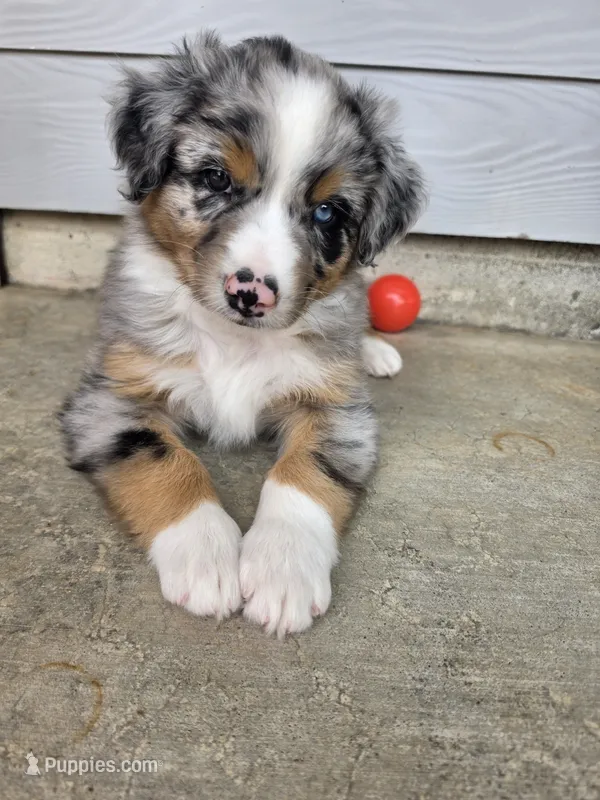 Wally  – Australian Shepherd puppy for sale in Winlock, WA