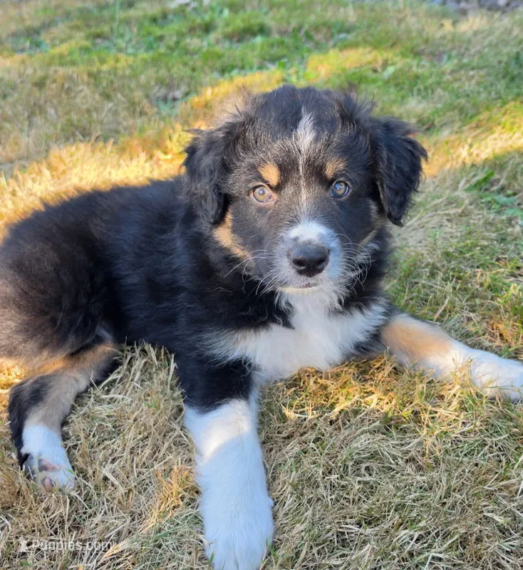 Brisket – Australian Shepherd puppy for sale in Winlock, WA