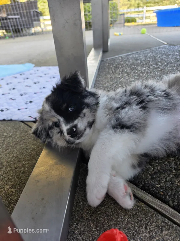 Two-Face – Australian Shepherd puppy for sale in Winlock, WA