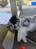 Two-Face, a male Australian Shepherd for sale in Winlock, WA – 2 of 6