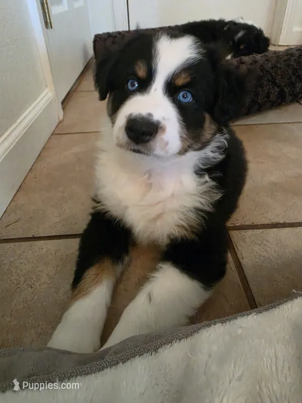 Bluey – Australian Shepherd puppy for sale in Winlock, WA