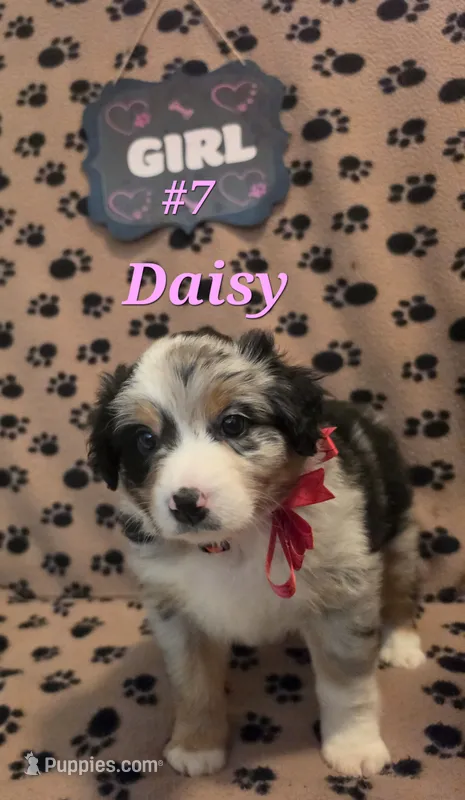 Daisy – Australian Shepherd puppy for sale in Winlock, WA