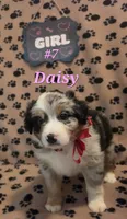 Daisy, a female Australian Shepherd for sale in Winlock, WA – 1 of 3