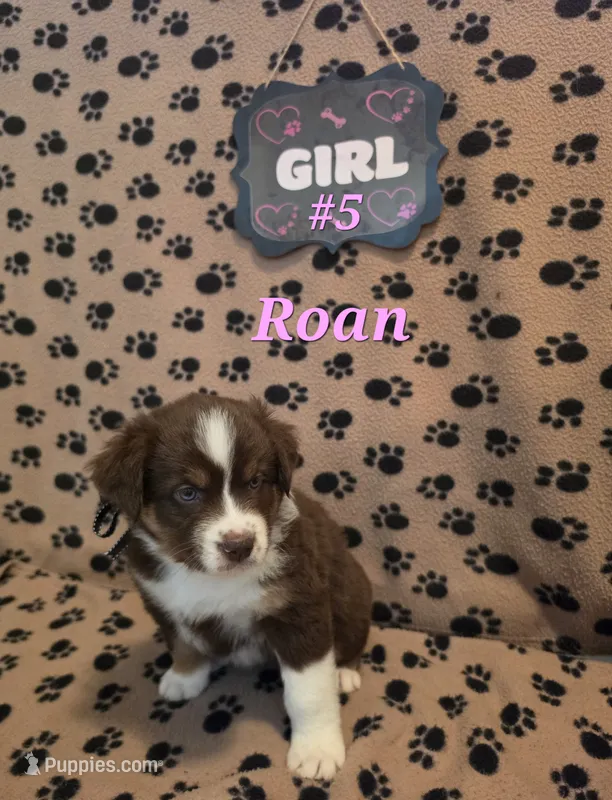 Roan – Australian Shepherd puppy for sale in Winlock, WA