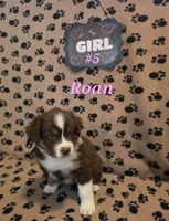 Roan, a female Australian Shepherd for sale in Winlock, WA – 1 of 3