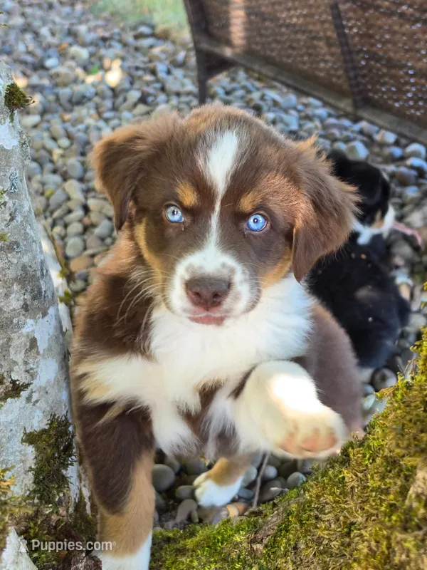 Roan – Australian Shepherd puppy for sale in Winlock, WA