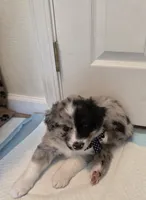 Two-Face, a male Australian Shepherd for sale in Winlock, WA – 2 of 2