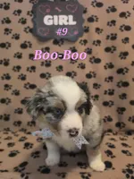 Boo-Boo, a female Australian Shepherd for sale in Winlock, WA – 2 of 3