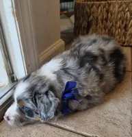 Wally , a male Australian Shepherd for sale in Winlock, WA – 2 of 3