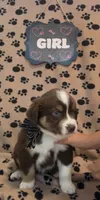 Roan, a female Australian Shepherd for sale in Winlock, WA – 2 of 3
