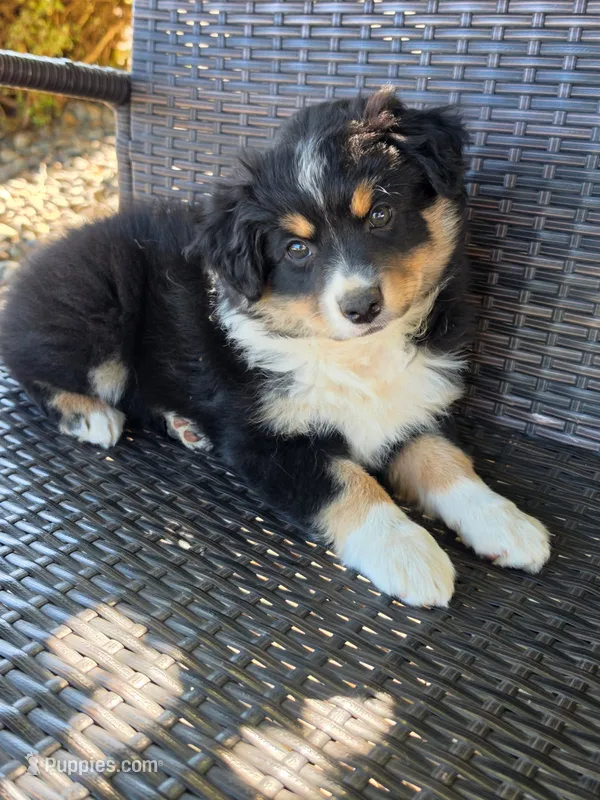 Dixie – Australian Shepherd puppy for sale in Winlock, WA