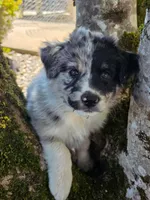 Two-Face, a male Australian Shepherd for sale in Winlock, WA – 6 of 6