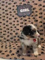 Daisy, a female Australian Shepherd for sale in Winlock, WA – 3 of 3