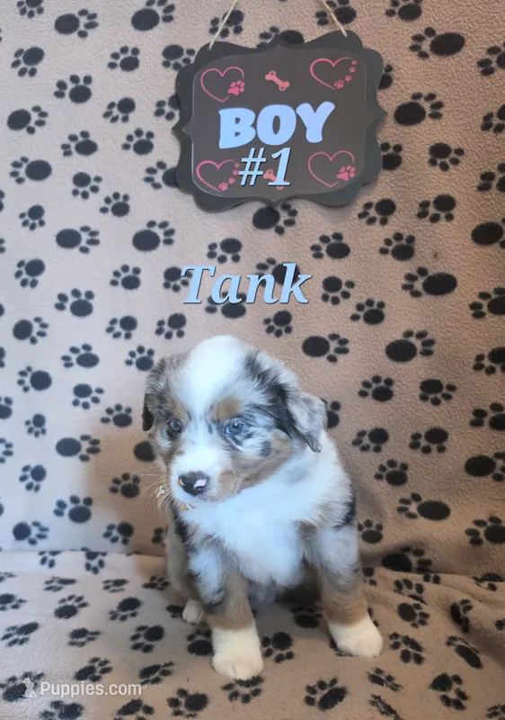Tank – Australian Shepherd puppy for sale in Winlock, WA