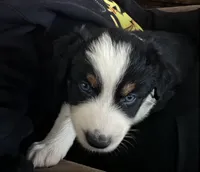 Bluey, a female Australian Shepherd for sale in Winlock, WA – 2 of 4