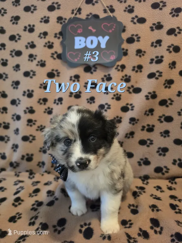Two-Face – Australian Shepherd puppy for sale in Winlock, WA