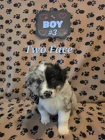 Two-Face, a male Australian Shepherd for sale in Winlock, WA – 1 of 2