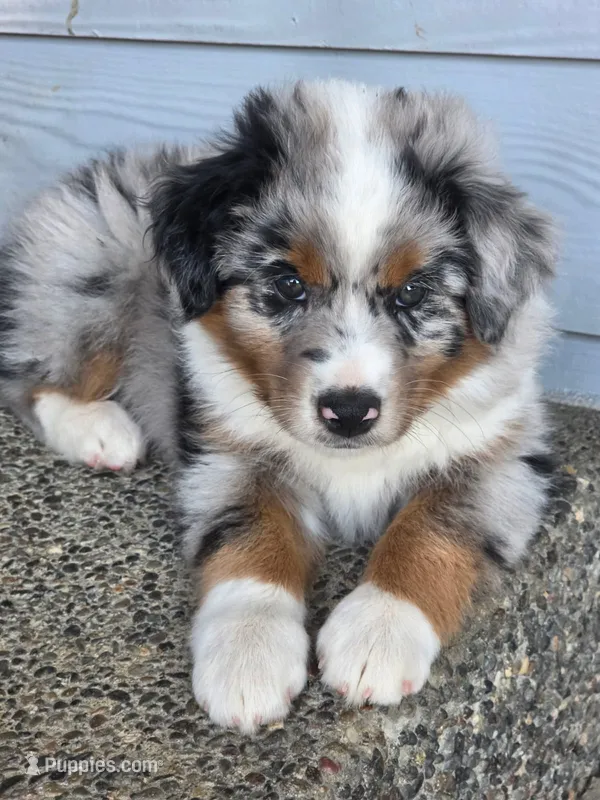Tank – Australian Shepherd puppy for sale in Winlock, WA