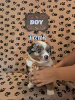 Tank, a male Australian Shepherd for sale in Winlock, WA – 4 of 4