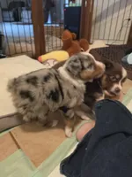 Tank, a male Australian Shepherd for sale in Winlock, WA – 2 of 4