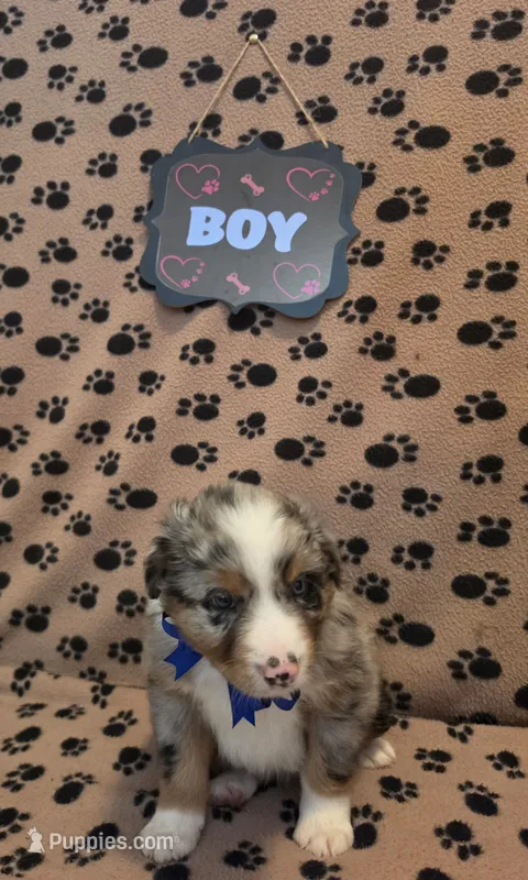Wally  – Australian Shepherd puppy for sale in Winlock, WA
