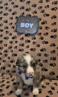 Wally , a male Australian Shepherd for sale in Winlock, WA – 1 of 3