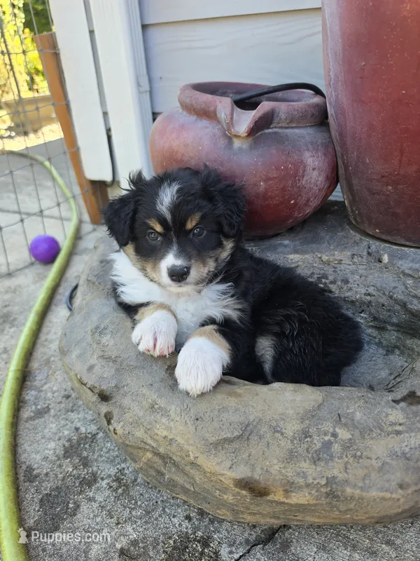Dixie – Australian Shepherd puppy for sale in Winlock, WA