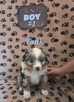 Tank, a male Australian Shepherd for sale in Winlock, WA – 3 of 4
