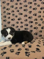 Bluey, a female Australian Shepherd for sale in Winlock, WA – 4 of 4
