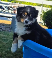 Dixie, a female Australian Shepherd for sale in Winlock, WA – 5 of 5
