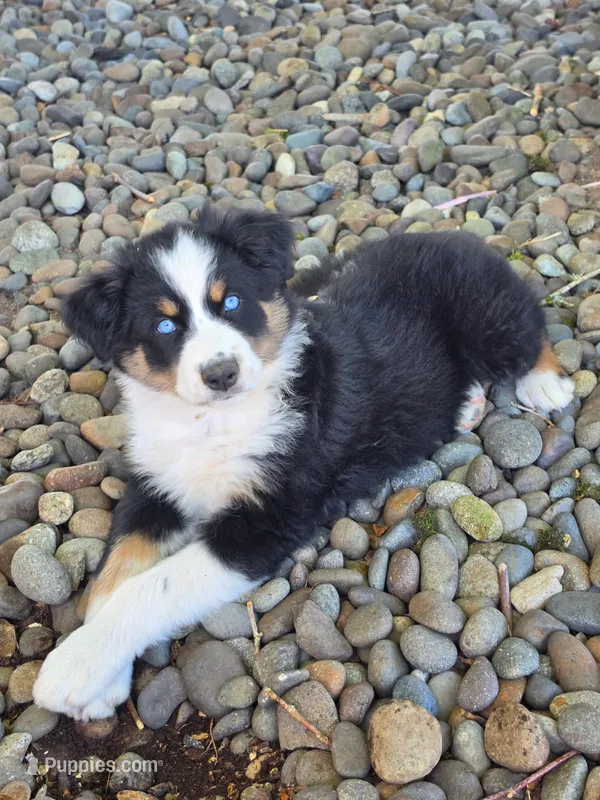 Bluey – Australian Shepherd puppy for sale in Winlock, WA