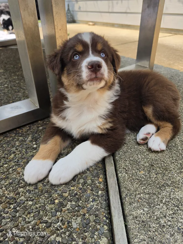 Roan – Australian Shepherd puppy for sale in Winlock, WA