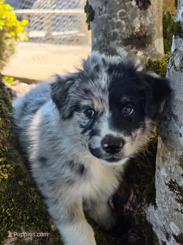 Two-Face – Australian Shepherd puppy for sale in Winlock, WA