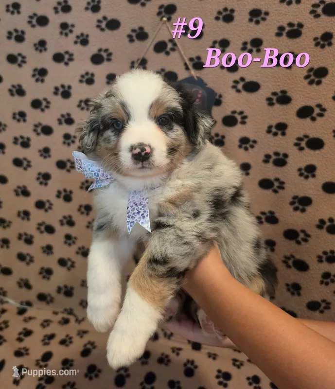 Boo-Boo – Australian Shepherd puppy for sale in Winlock, WA