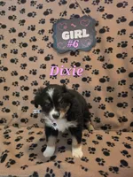 Dixie, a female Australian Shepherd for sale in Winlock, WA – 2 of 2