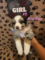 Boo-Boo, a female Australian Shepherd for sale in Winlock, WA – 3 of 3