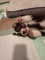 Roan, a female Australian Shepherd for sale in Winlock, WA – 3 of 3
